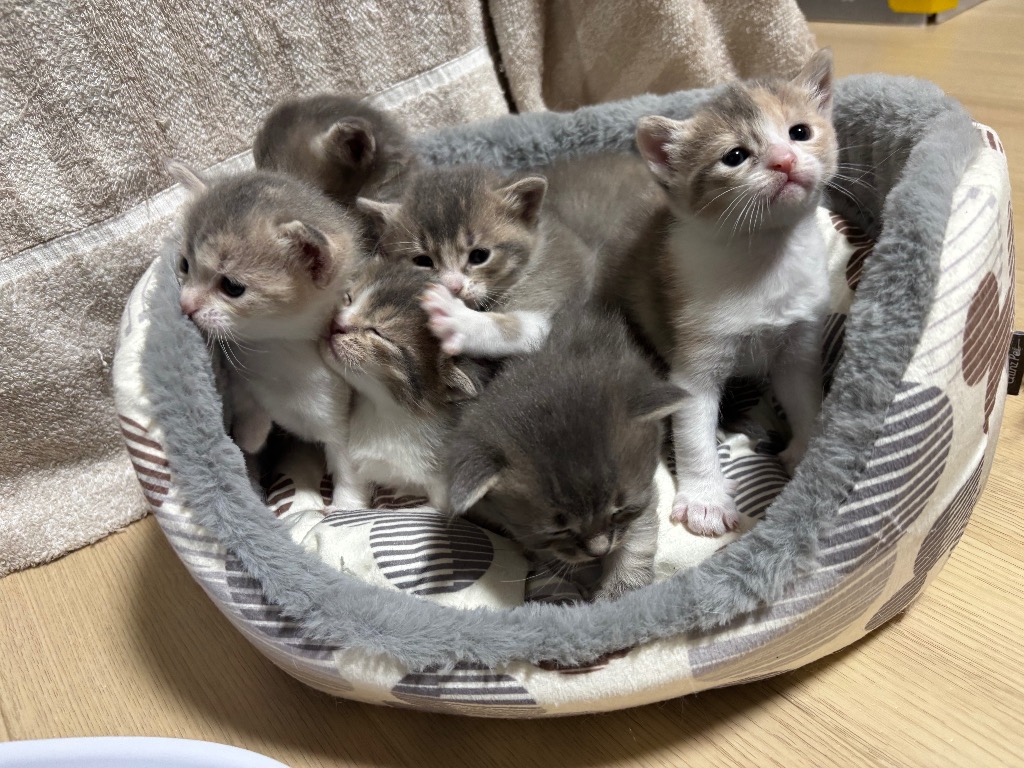 ラムっ子の成長