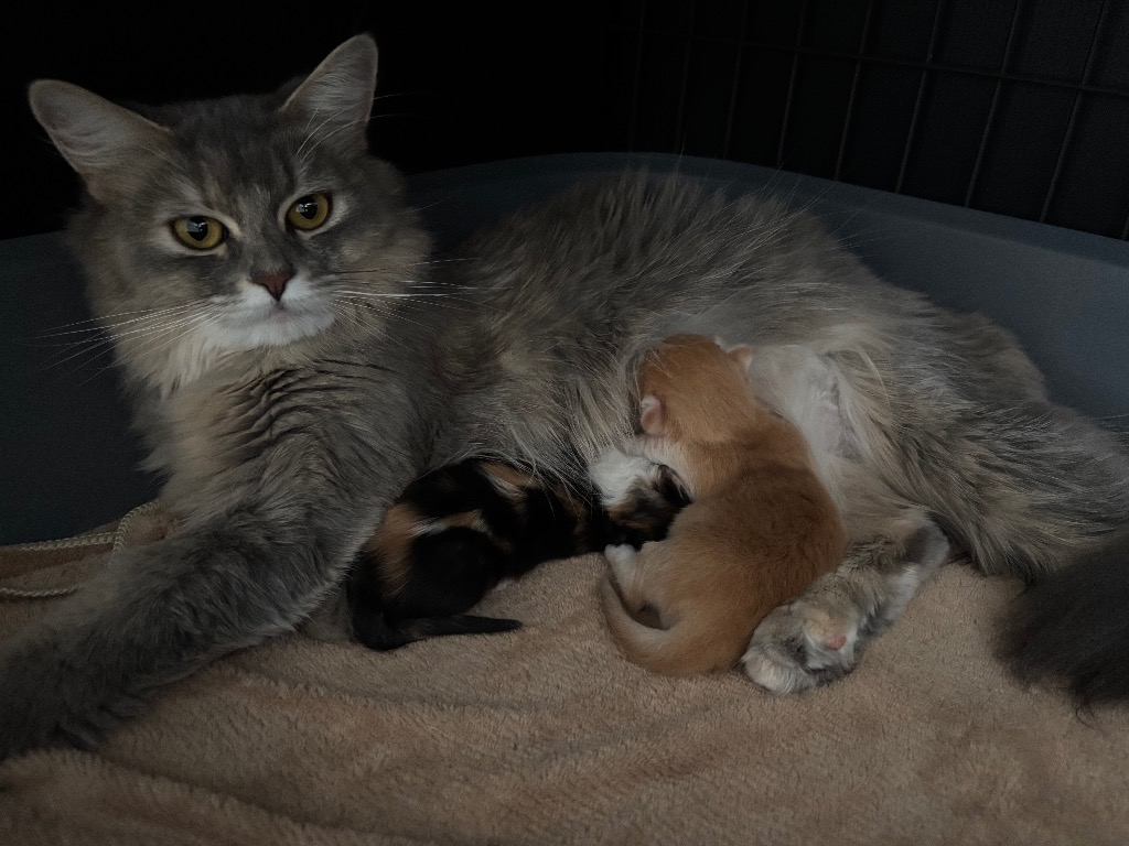 ネネちゃん初出産