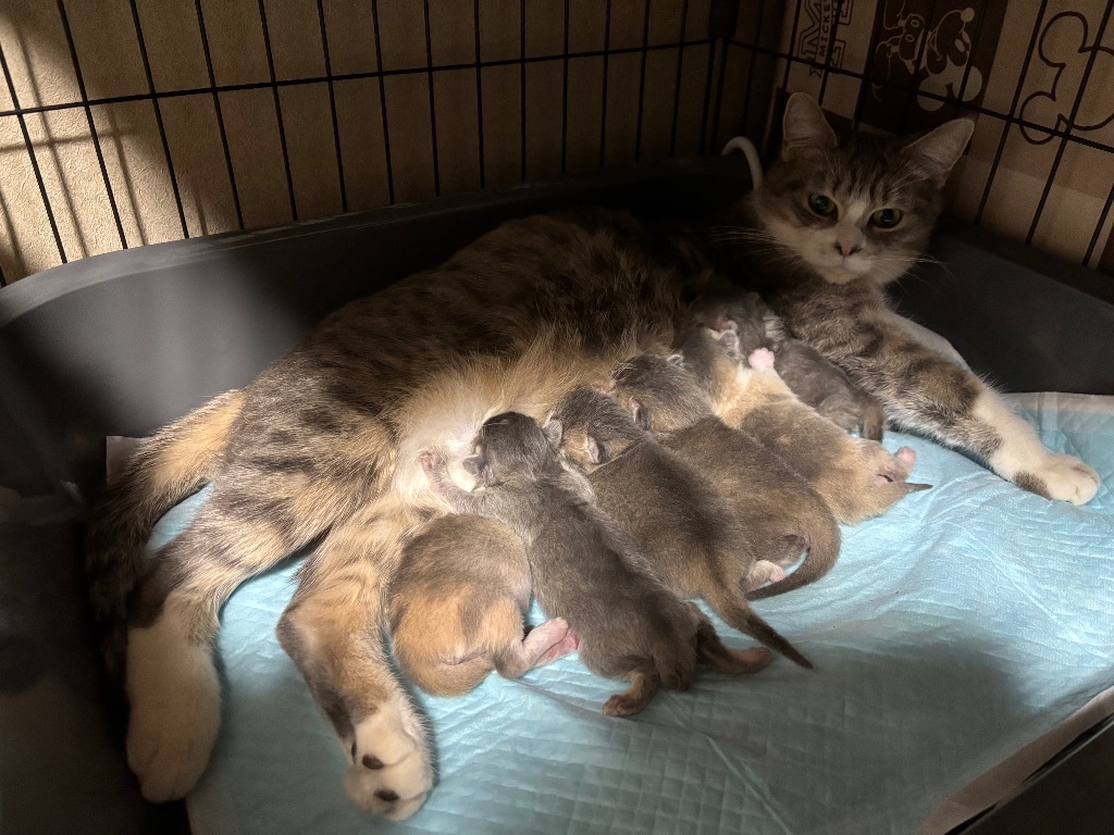 ラムちゃん出産💕