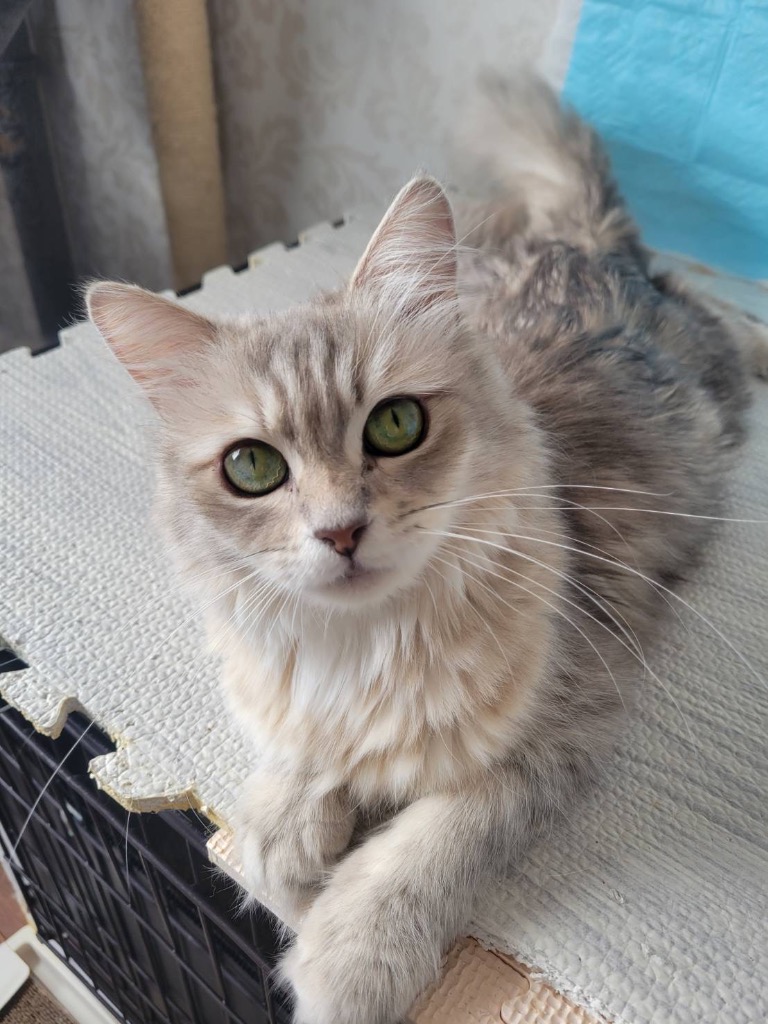 〜ナミちゃん、のんびり第二の猫生へ〜